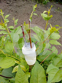 Grafting apple cuttings by bark method. Two cuttings, 50% survival rate.