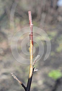 Grafting apple tree branch close up