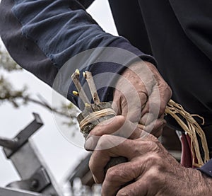 Grafting a cherry tree