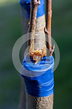 Grafting fruit plant. Very important agricultural technique. It is carried out by joining two specimens: one is the lower part,