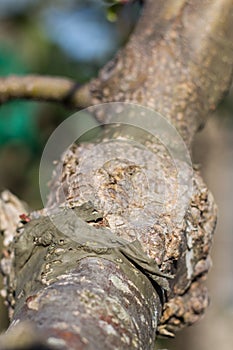 Grafting fruit plant. Very important agricultural technique. It is carried out by joining two specimens: one is the lower part,