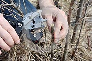 Grafting fruit tree in the garden. A gardener is cutting a scion with a professional grafting tool, grafting knife photo
