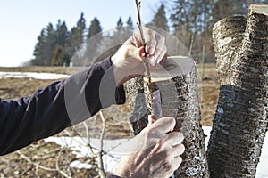 Grafting fruit tree