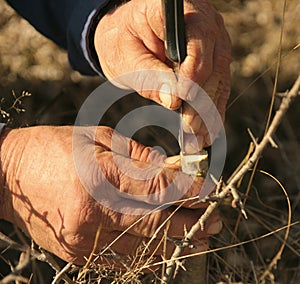 Grafting a fruit tree with old hardworking hands