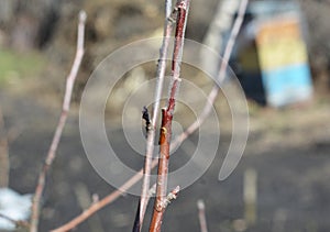 Grafting a fruit tree in the orchard. Connecting a scion to the rootstock of an apple tree photo