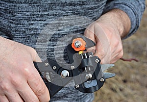 Grafting fruit trees. A gardener is cutting a scion with a professional grafting tool, grafting knife