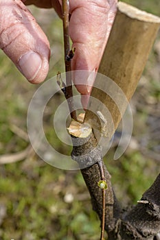 Grafting fruit trees