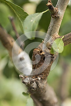Grafting of fruit trees. Plum on almond tree, works in the garden