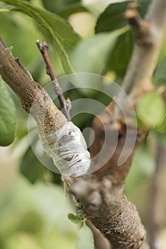 Grafting of fruit trees. Plum on almond tree, works in the garden