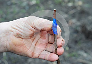 Grafting fruit trees step by step. Graft a Tree in Spring.