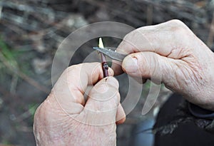 Tree grafting. Grafting fruit trees step by step. Graft a Tree in Spring. photo