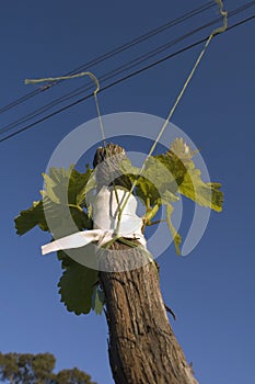 Grafting in grapevines