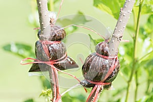 Grafting on mulberry tree branch