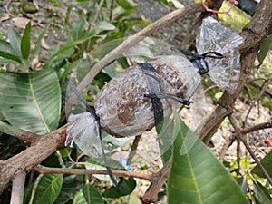 Grafting is one way to cultivate mango trees