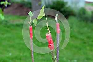 Grafting plant concept