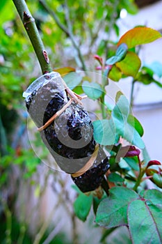 Grafting of rose tree branch,
