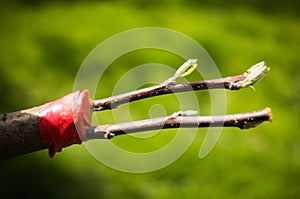 Grafting trees