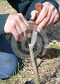 Grafting Trees - How to Graft a Tree. Grafting and budding fruit tree. photo
