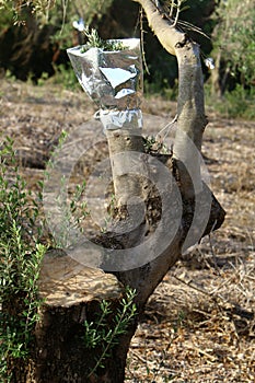 Grafting trees in an old olive garden