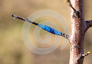 Grafting wrapped with electrical tape on a tree branch in spring