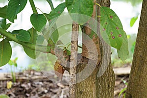 Grafting in a young avocado plant in old tree