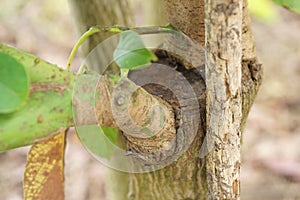 Grafting in a young avocado plant in old tree