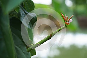 Grafting in a young avocado plant in old tree