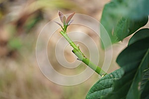 Grafting in a young avocado plant in old tree