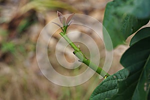 Grafting in a young avocado plant in old tree