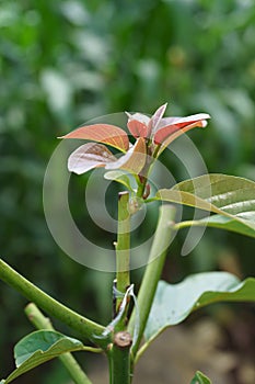 Grafting in a young avocado plant in old tree