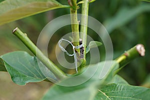 Grafting in a young avocado plant in old tree