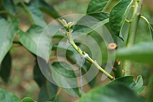 Grafting in a young avocado plant in old tree