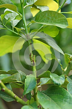 Grafting in a young avocado plant in old tree