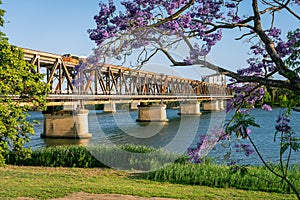 Grafton bridge with blossoming jacaranda tree in the foreground in Grafton, NSW, Australia