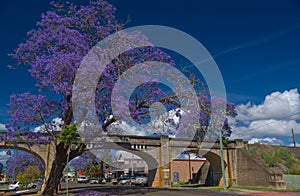 Grafton jacaranda season