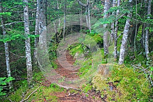 Grafton Notch State Park in Maine photo