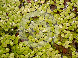 Grail of aquatic plants , duckweed on the water