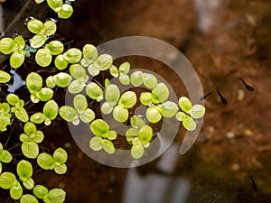 Grail of aquatic plants , duckweed on the water