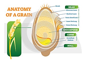 Grain anatomical layers vector illustration diagram.