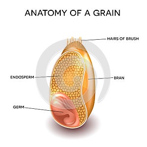 Grain anatomy