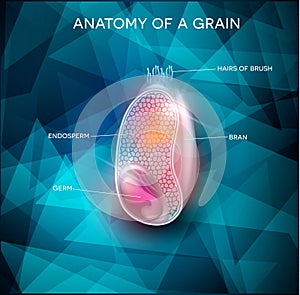 Grain anatomy background photo