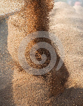 Grain auger of combine pouring wheat into tractor trailer