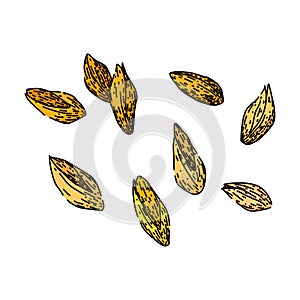 grain barley sketch hand drawn vector