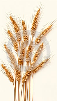 Grain beauty Rye ears arranged as a bunch on white