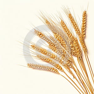 Grain beauty Rye ears arranged as a bunch on white