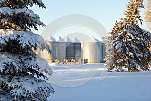 Grain bins behind the spruce trees in snow in the agricultural farm