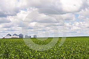 Grain bins and soy bean crop photo