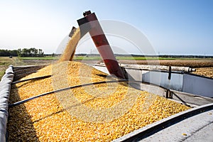 Grain cart dumping corn into semitruck in corn field during harvest