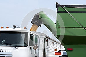 Grain cart dumping corn into semitruck in corn field during harvest