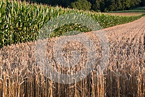 Grain and corn